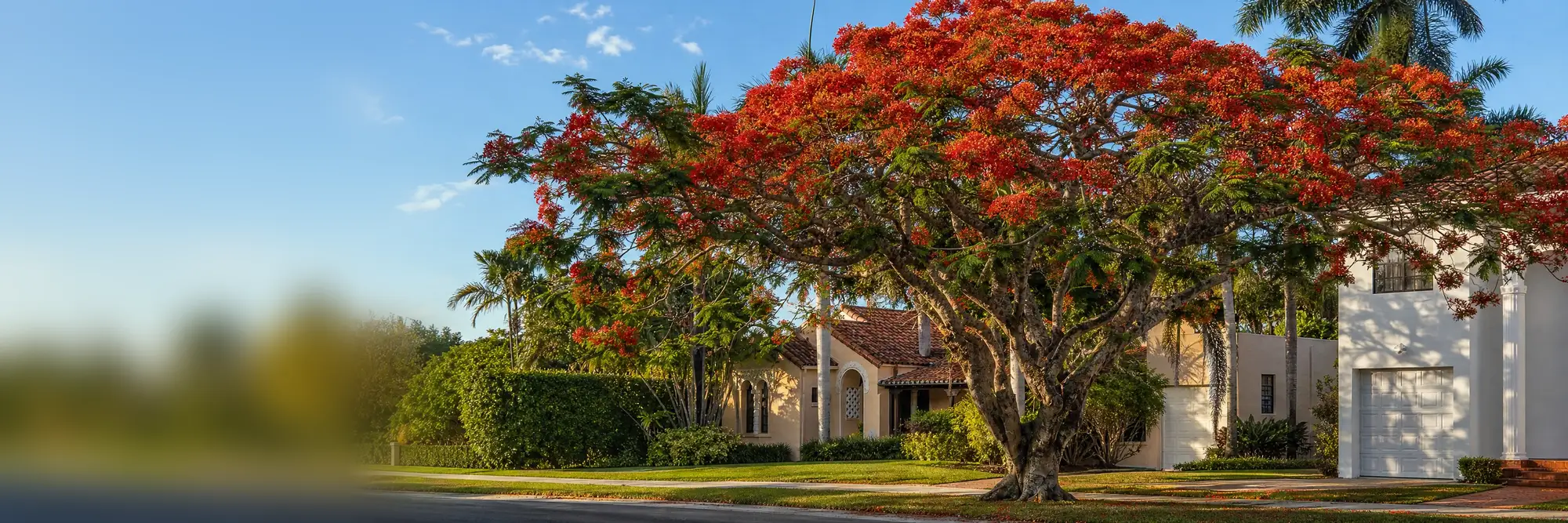 A royal poinciana in flower on a Coral Gables street.