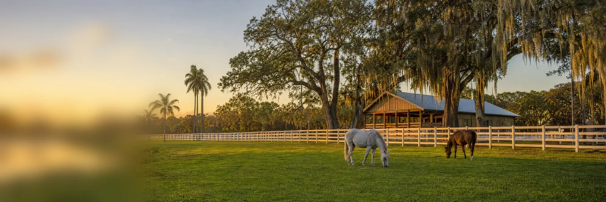 Horses grazing under live oaks on a ranch at golden hour.
